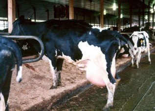 cow-with-mastitis-1